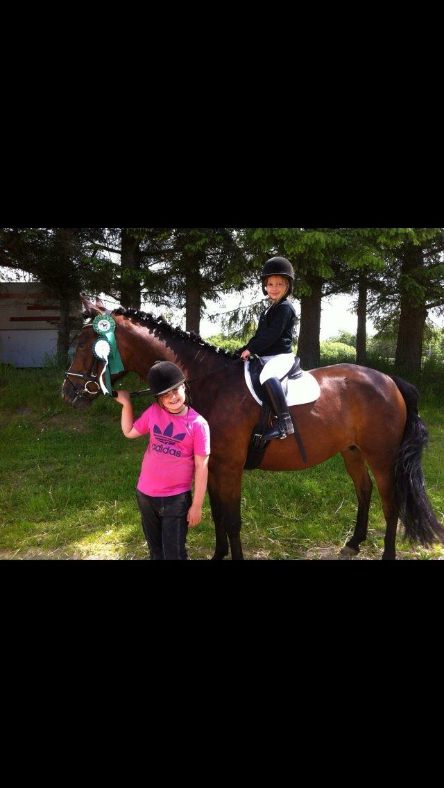 New Forest Odbjergs Amelie billede 19