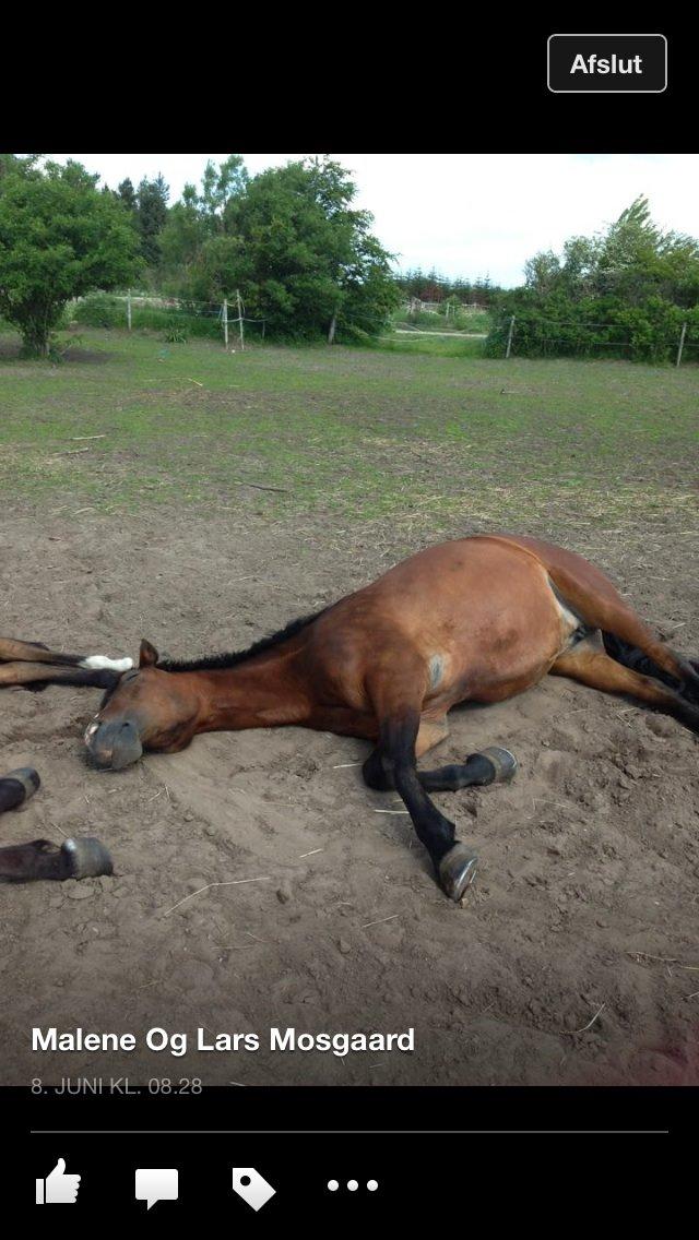 New Forest Odbjergs Amelie billede 20