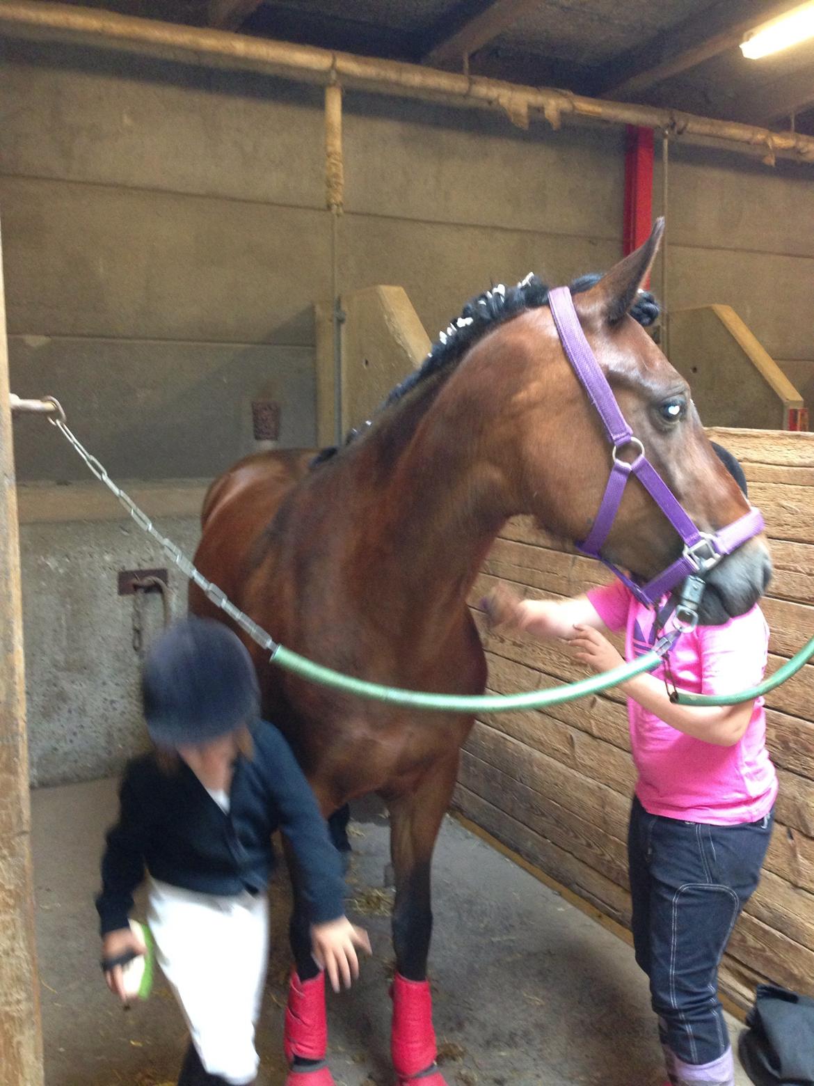 New Forest Odbjergs Amelie billede 21