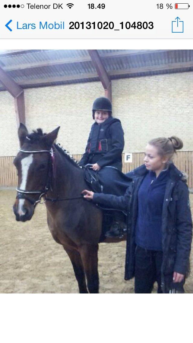 New Forest Odbjergs Amelie billede 22