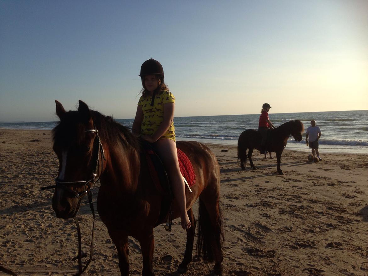 New Forest Odbjergs Amelie billede 23