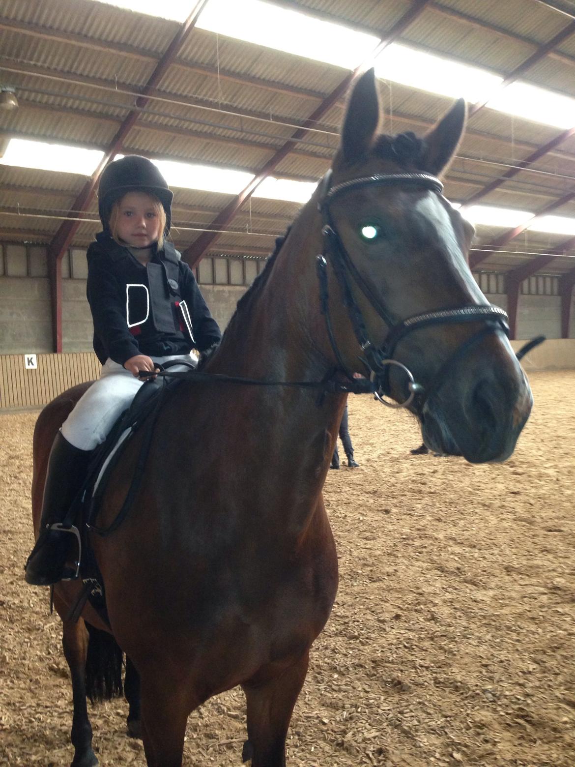 New Forest Odbjergs Amelie billede 24