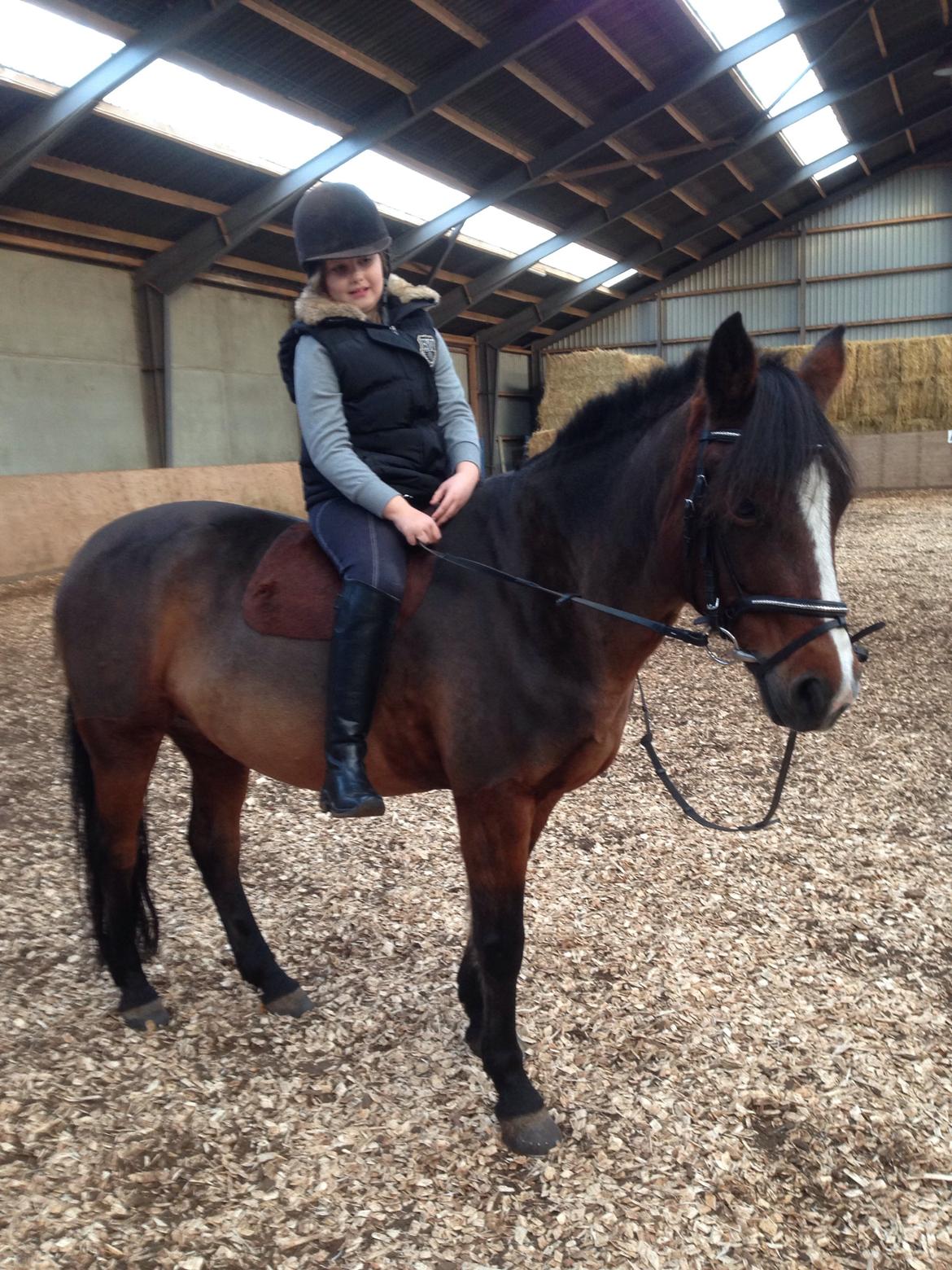 New Forest Odbjergs Amelie billede 25