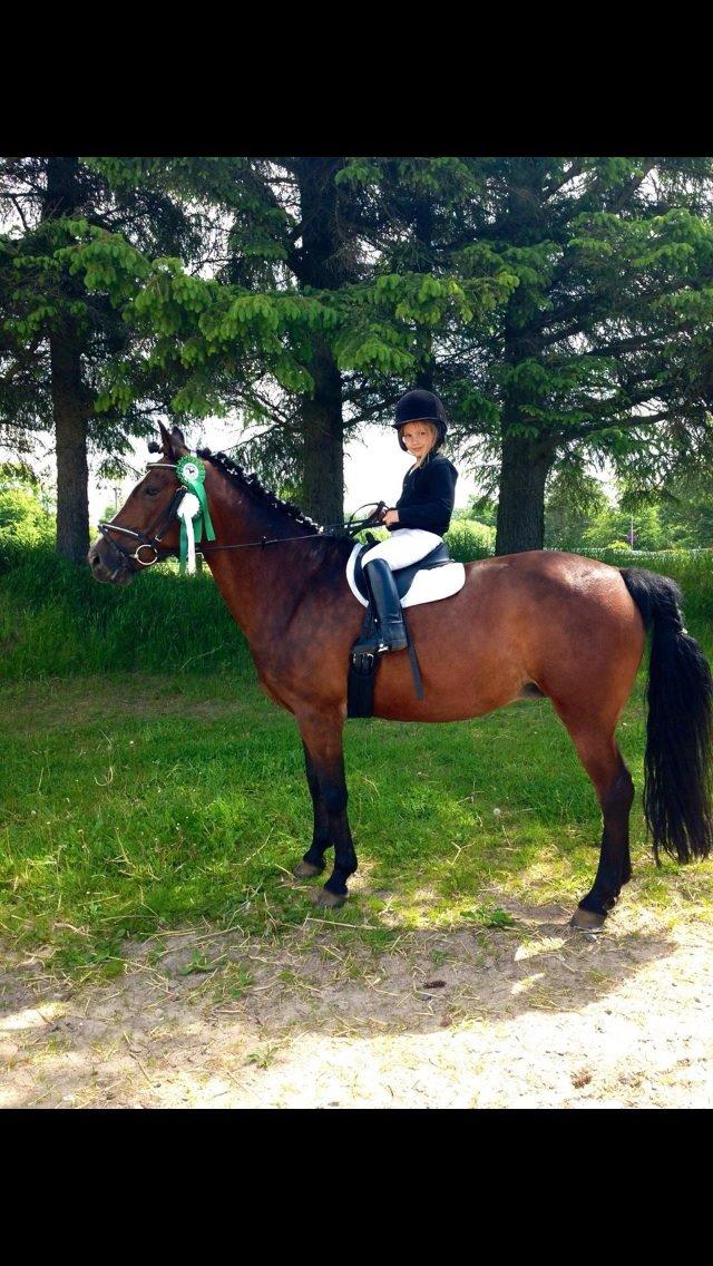 New Forest Odbjergs Amelie billede 26