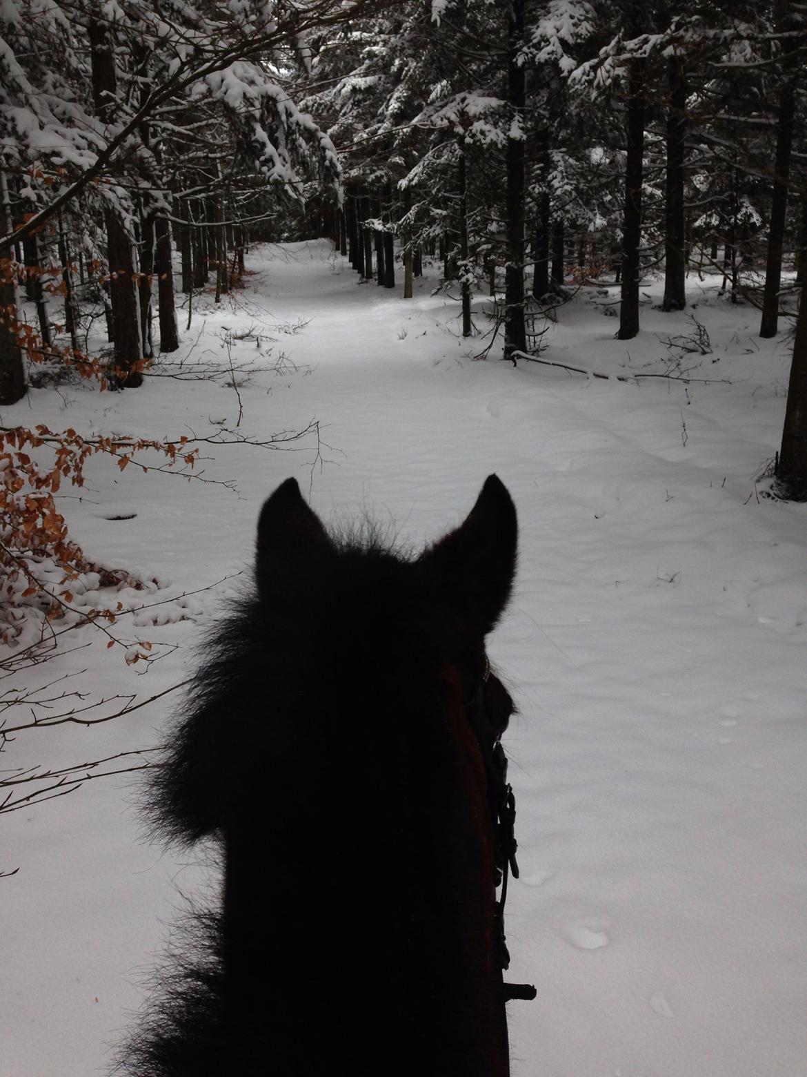 New Forest Odbjergs Amelie billede 29