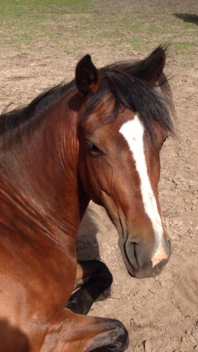 New Forest Odbjergs Amelie billede 30