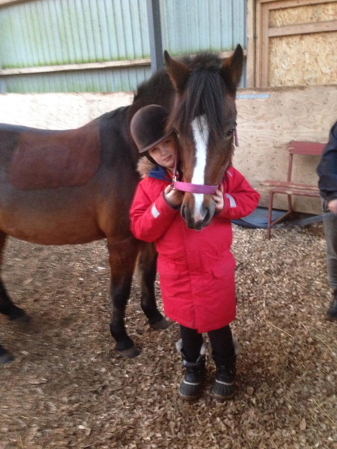 New Forest Odbjergs Amelie billede 31