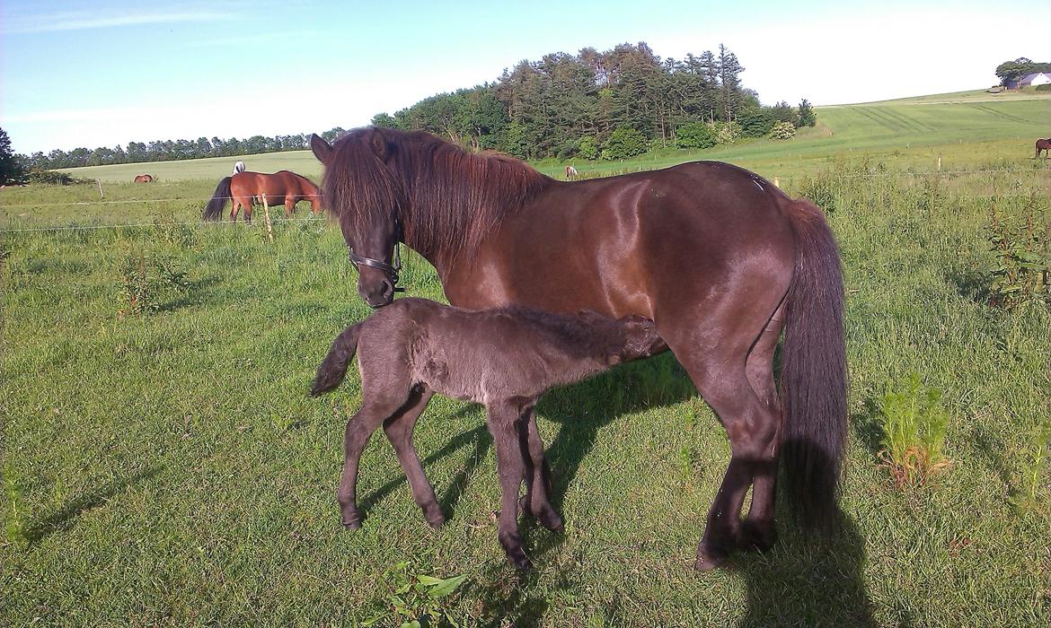 Islænder Vólva Fra Jotunheim billede 12
