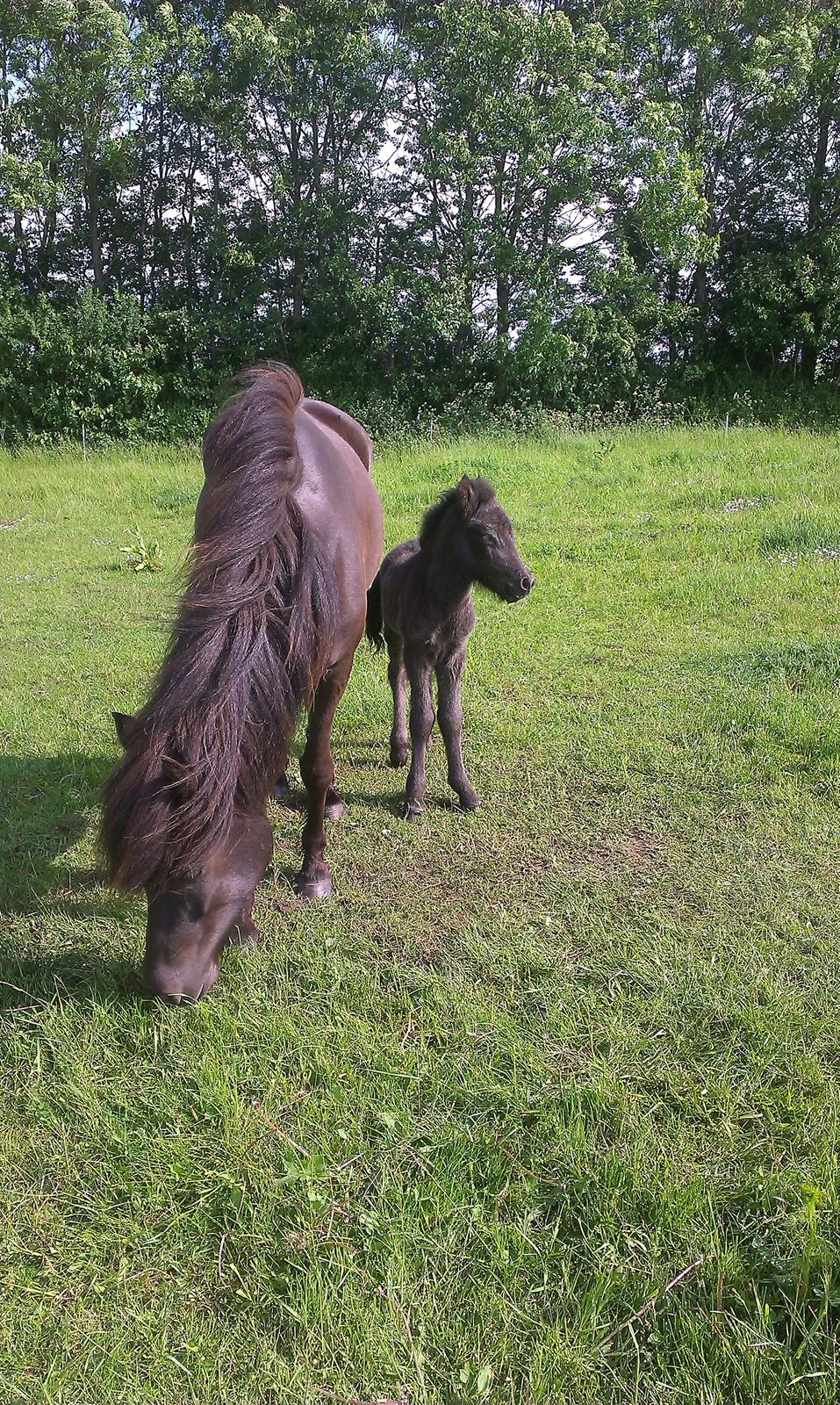 Islænder Vólva Fra Jotunheim billede 13