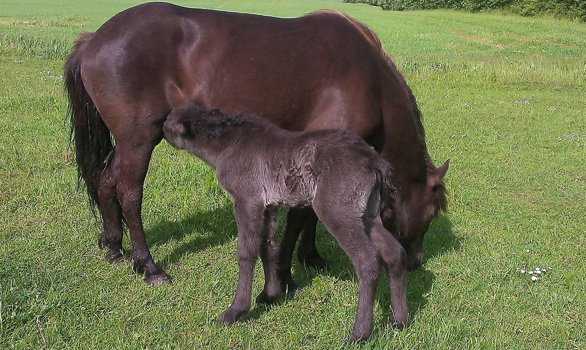 Islænder Vólva Fra Jotunheim billede 14