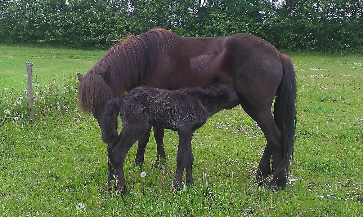 Islænder Vólva Fra Jotunheim billede 15
