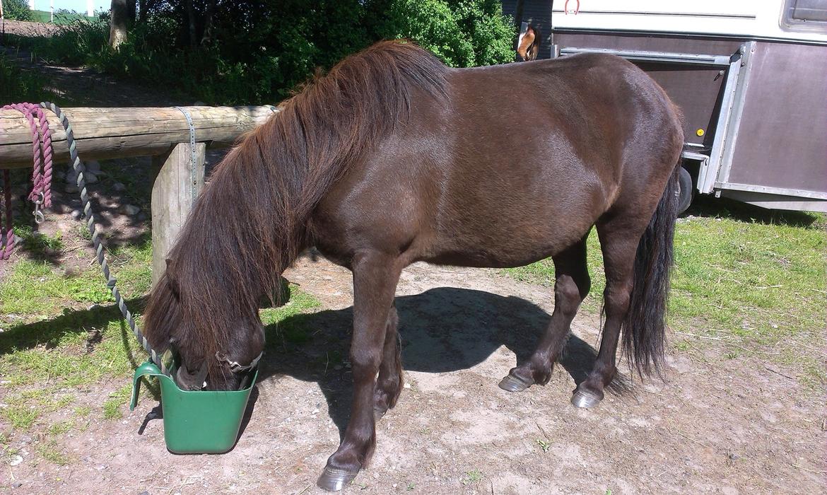 Islænder Vólva Fra Jotunheim billede 16