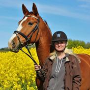 Hannoveraner Düschess