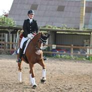 Hannoveraner Düschess