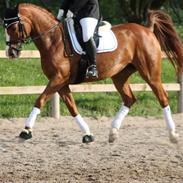 Hannoveraner Düschess