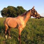 Akhal-Tekiner Anshlag