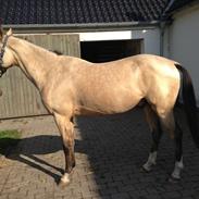 Akhal-Tekiner Anshlag