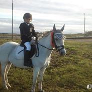 DSP Lerbækgårdens miss jessie c