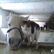 DSP Lerbækgårdens miss jessie c