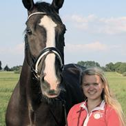 Dansk Varmblod Noble star