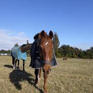 Frederiksborg Argo Toftegård