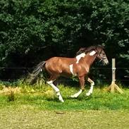 Barockpinto Sir Lancelot