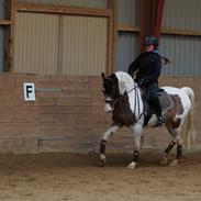 Hollandsk Sportspony Pochahontas <3