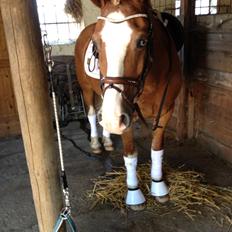 Welsh Pony af Cob-type (sec C) Gribsvads Suni