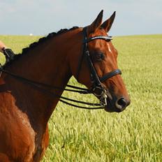 Anden særlig race Refsgaards Cheval