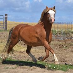 Welsh Mountain (sec A) Ceulan Romany