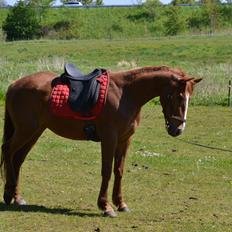 Anden særlig race Halo