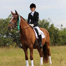 Hollandsk Varmblod Tum Tum