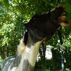 Anden særlig race Clements Stardust |*MY STAR*|