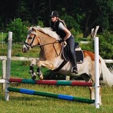 Haflinger Asterix