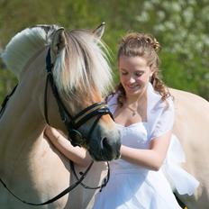 Fjordhest Zicco Fjordlyst