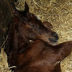 Arabisk fuldblod (OX) D. Double Up