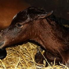 Arabisk fuldblod (OX) D. Double Up