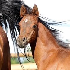 Arabisk fuldblod (OX) D. Double Up