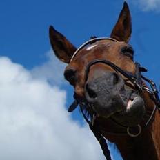 Anden særlig race Diango (miss)