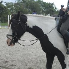 Irish Cob Diesel