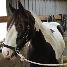 Irish Cob Diesel