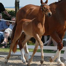 Dansk Varmblod Søgaards Bon Royal