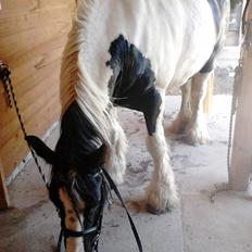 Irish Cob Alana