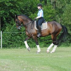 Dansk Varmblod Hjorth's Diamond Boy