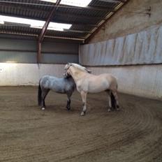Appaloosa Rowena N (Kimi)