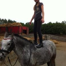 Appaloosa Rowena N (Kimi)