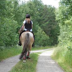 Anden særlig race Salt And Pepper SOLGT TIL SVERIGE