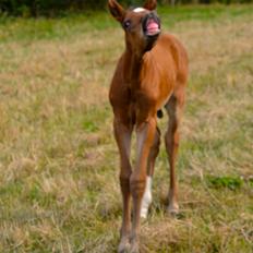 Anden særlig race Stubberupgaards Valentino