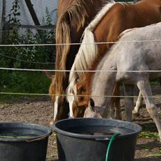 Anden særlig race RIP Chili Is Hot 20/12-2021