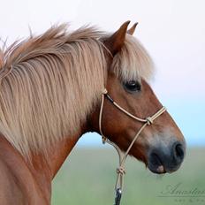 Islænder blanding (arnicorn) | Stjarni